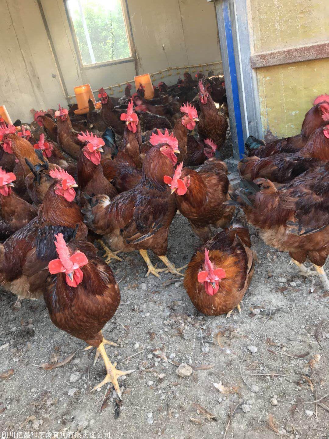 大红毛公鸡苗红玉鸡苗供应大红毛公鸡苗批发价格土鸡苗报价