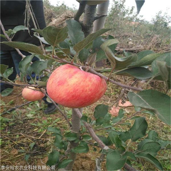 烟富8号苹果苗2019年烟富8号苹果苗价格