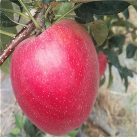 烟富3号苹果苗一株烟富3号苹果苗价格多少钱一棵