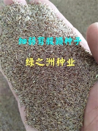 蓝标高羊茅种子联系电话