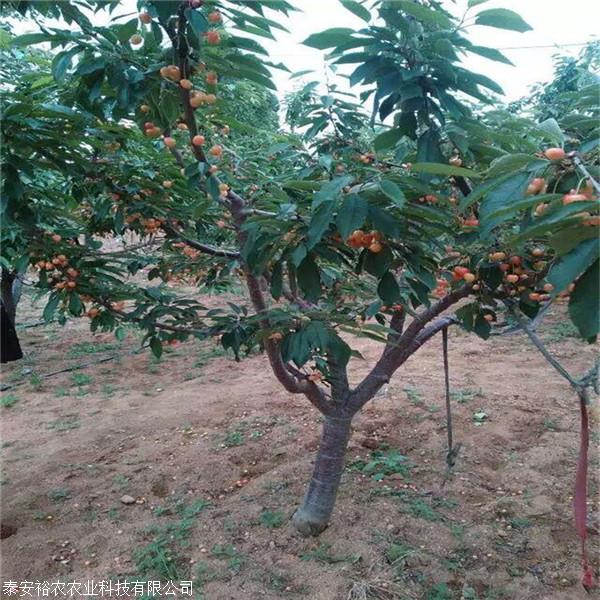 沙王樱桃苗,沙王樱桃苗价格