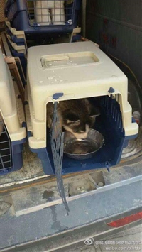 专线大方到安吉长途客车价格优惠