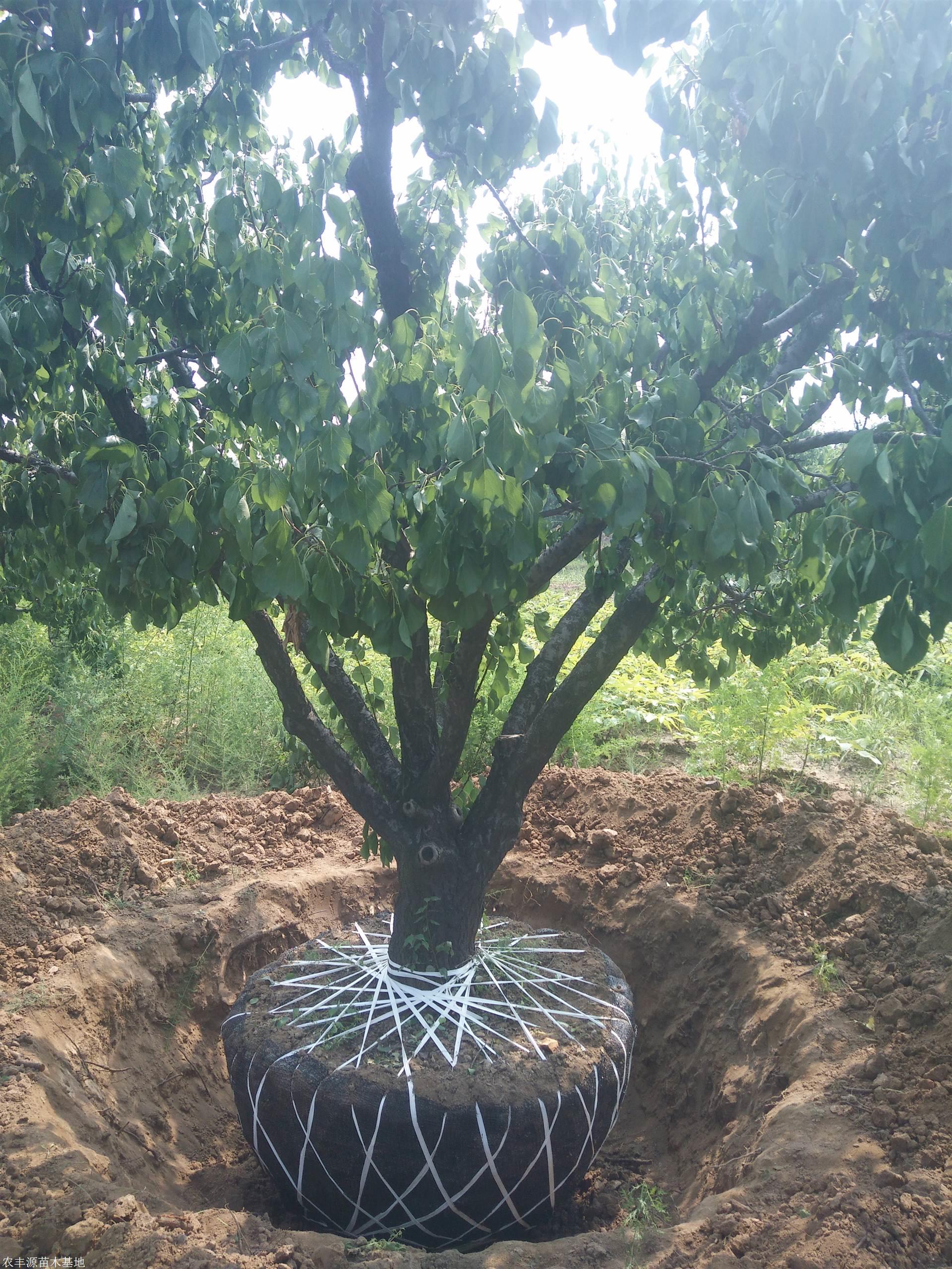 山西苗木基地出售 20公分低分枝精品山杏 18公分实 大规格山杏树价格