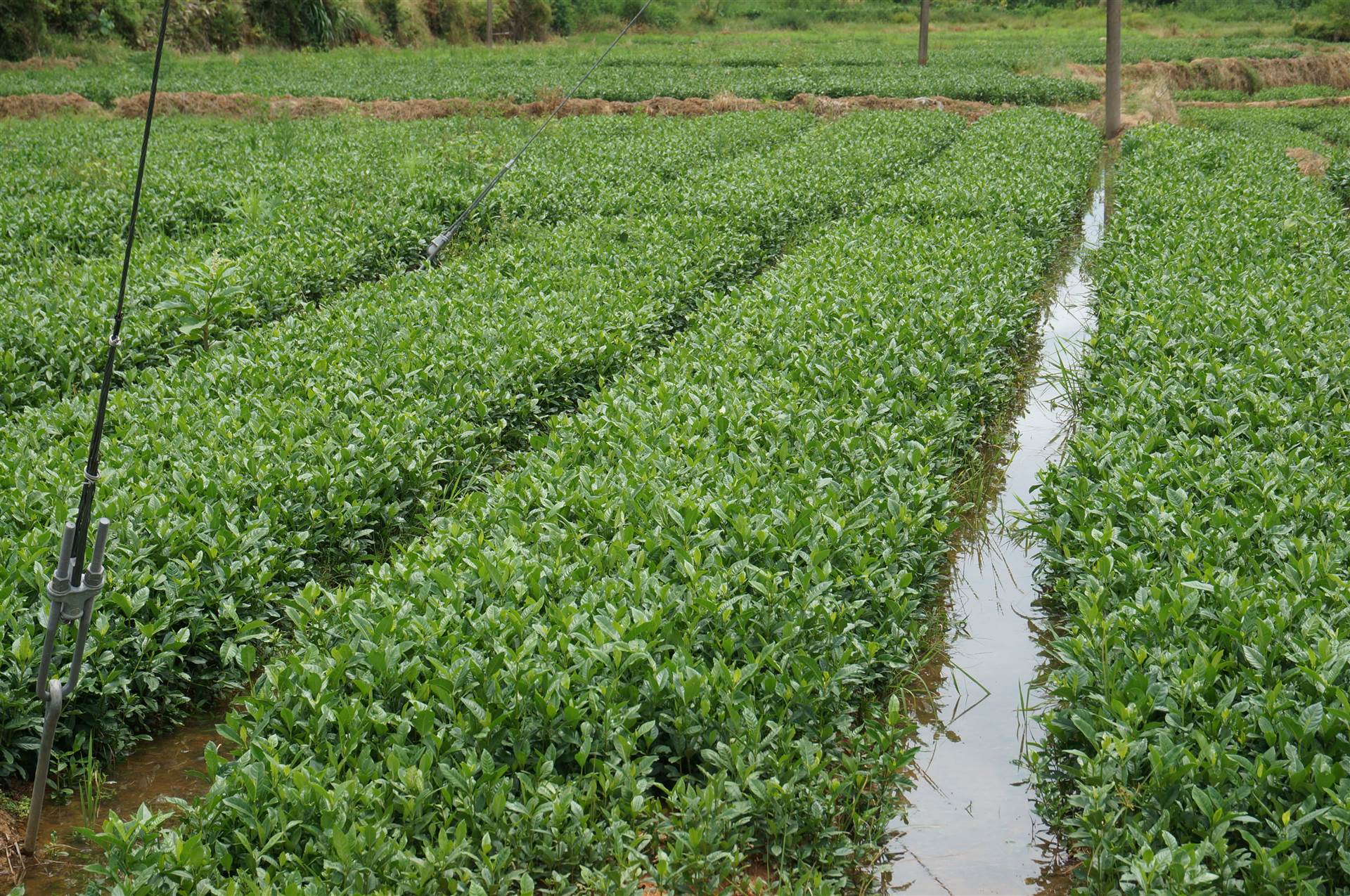 枳壳吴茱萸蔓荆子等苗木商品数量2600000货源所属商家已经过真实性核