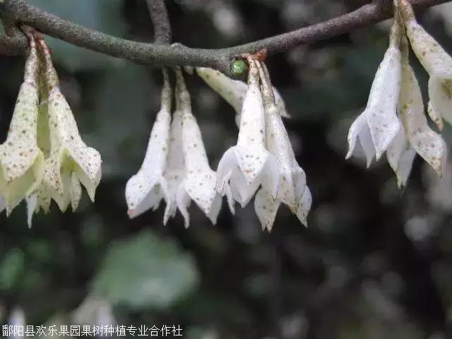 这是羊奶果开花时的模样,白色的花朵上面点缀着零星淡黄色粉状颗粒,用