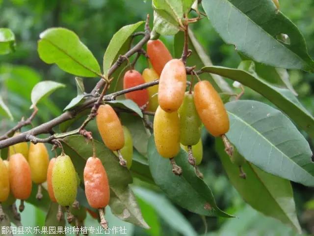 大甜羊奶果种植前景介绍