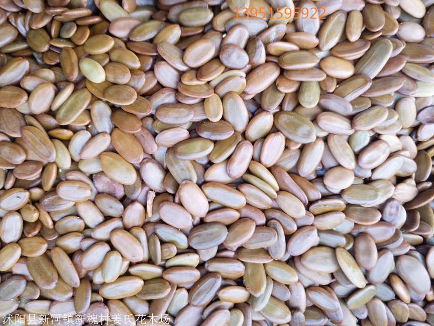 今年新采合欢树种子合欢种子合欢籽快递全国