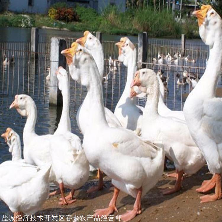 q3:三代太湖母猪的特点图片