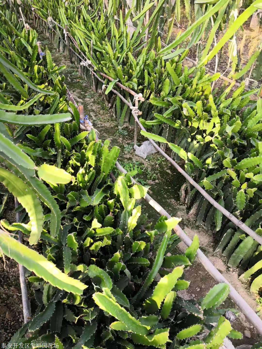 红心火龙果苗品种红心火龙果苗供应