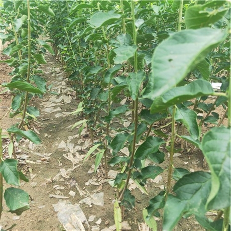 君迁子苗君迁子苗价格公示