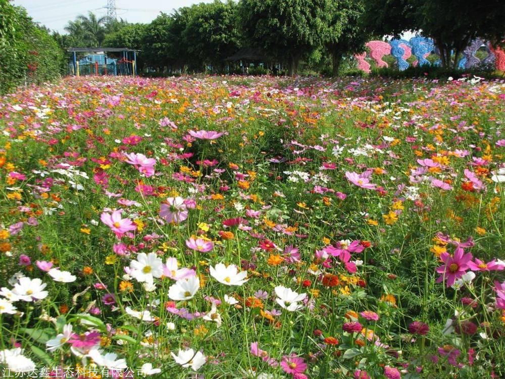 多年生野花组合种子 景观花海 四季开花易活