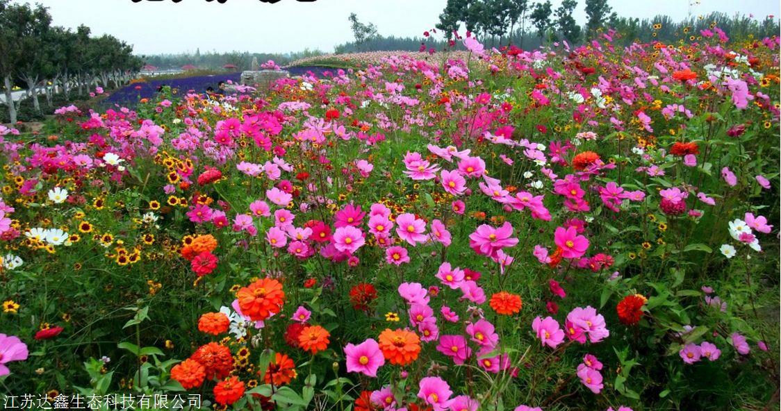 多年生野花组合种子 景观花海 四季开花易活