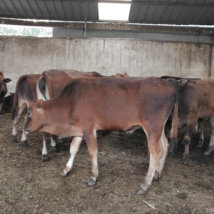西门塔尔牛苗 繁殖快 肉牛犊活体 牛崽批发