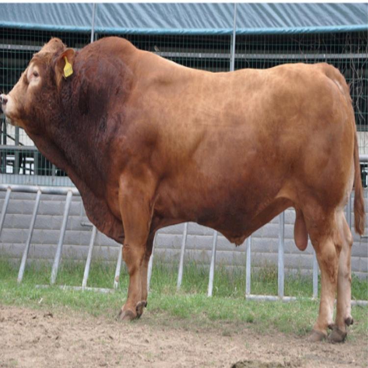 利木赞牛价格利木赞牛批发利木赞牛直供