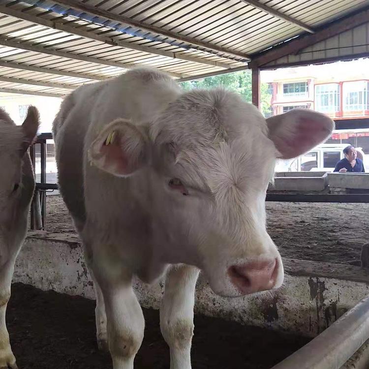肉牛养殖技术量大优惠小牛犊牛崽杂交牛犊养殖场