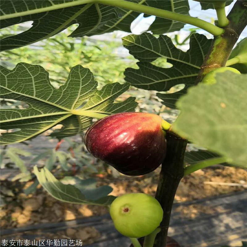 產量高的波姬紅無花果品種圖片介紹 波姬紅無花果苗品種純正