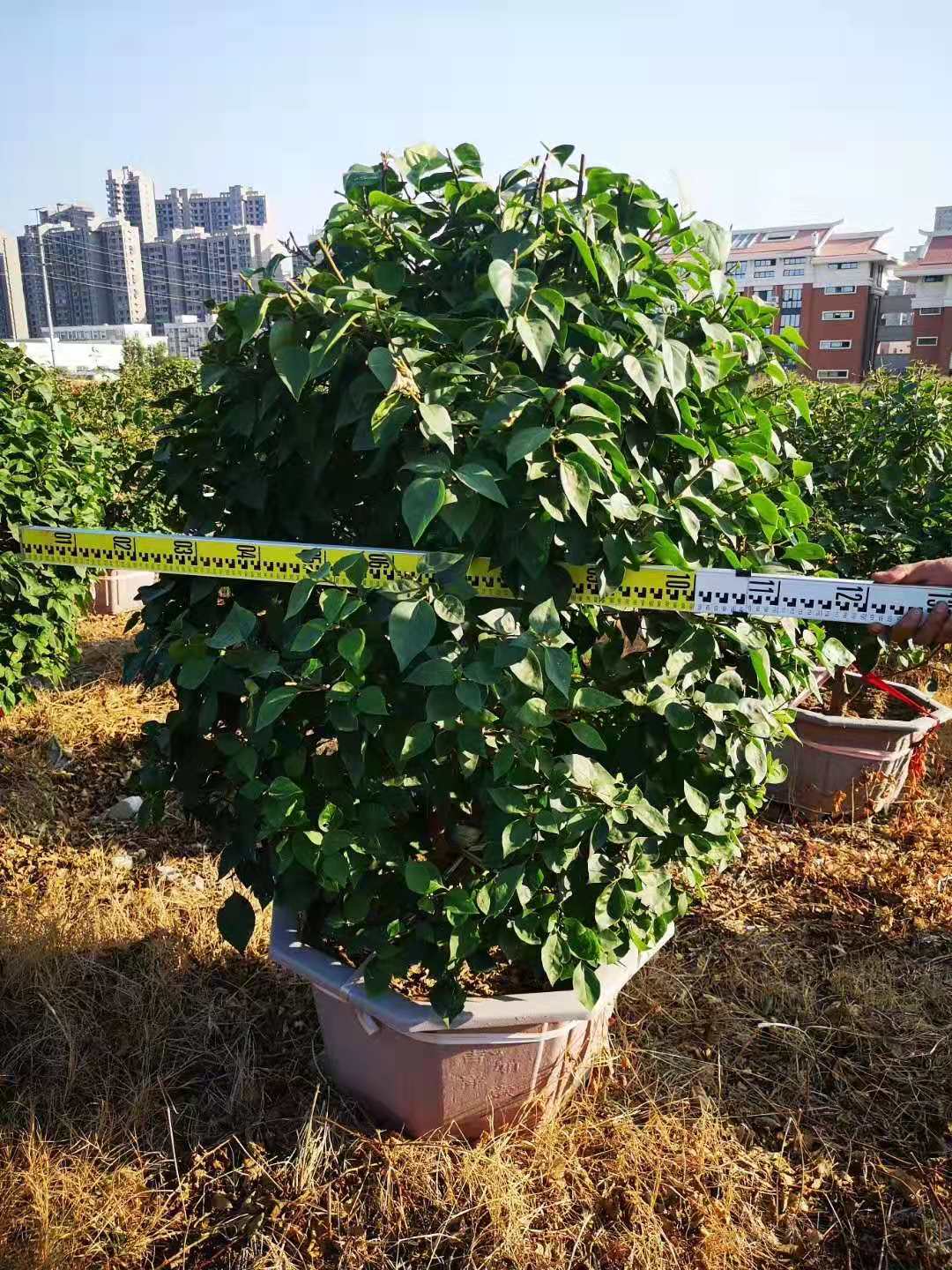 毛球状水红三角梅球 高110/130cm 冠110/130cm