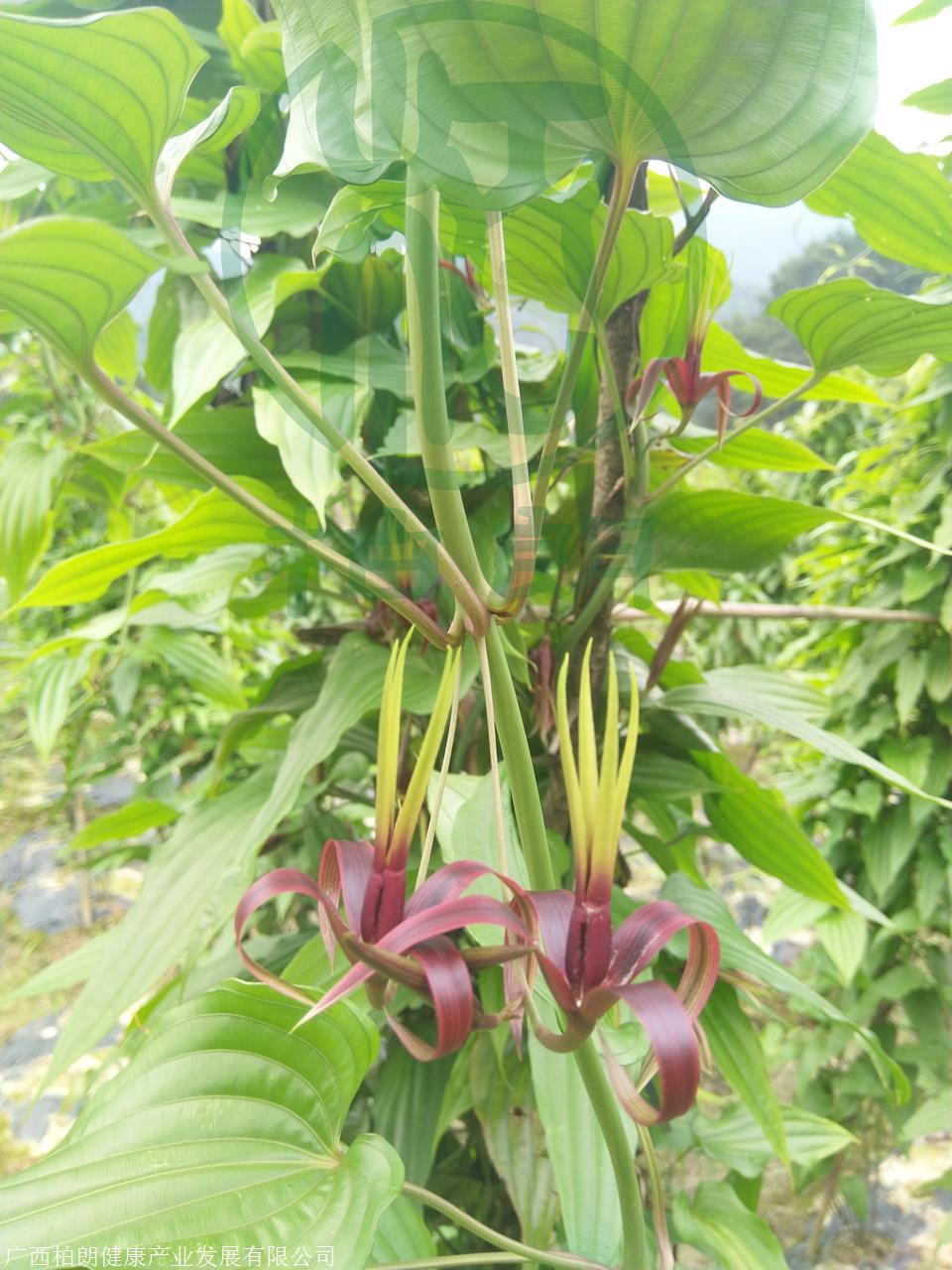 红花百部高产种苗