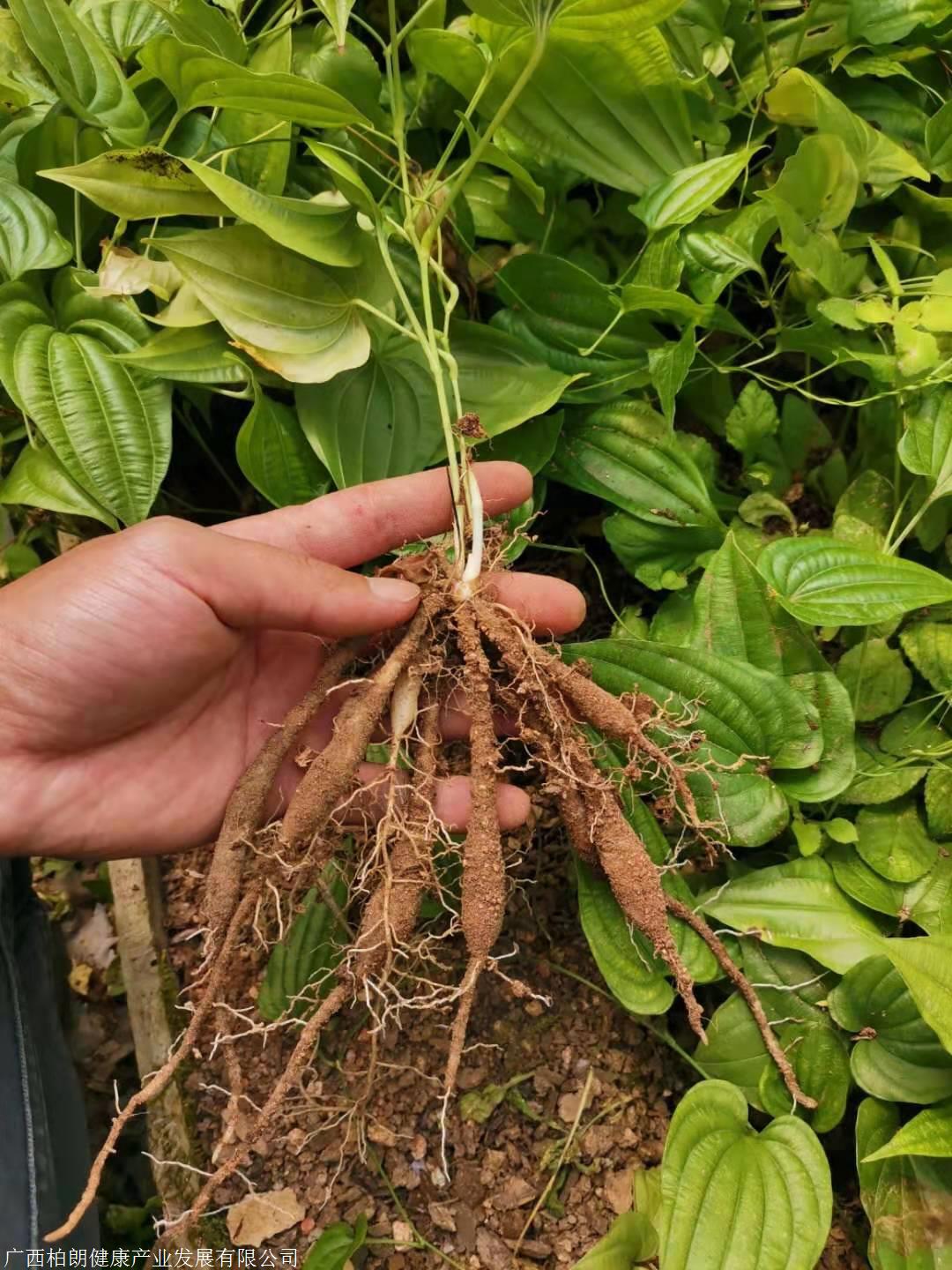 百部订单式种植