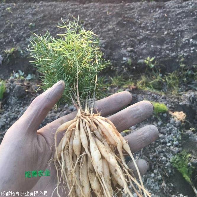 拓青农业天冬苗天冬苗基地天冬天门冬天冬除草