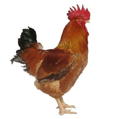 宁夏麻红鸡苗批发市场7甘肃快大型肉鸡苗银川黄脚良凤花鸡苗