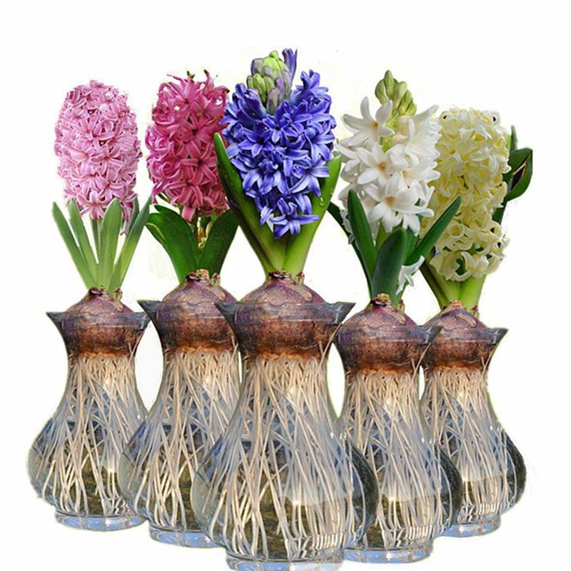 种球花卉的品种