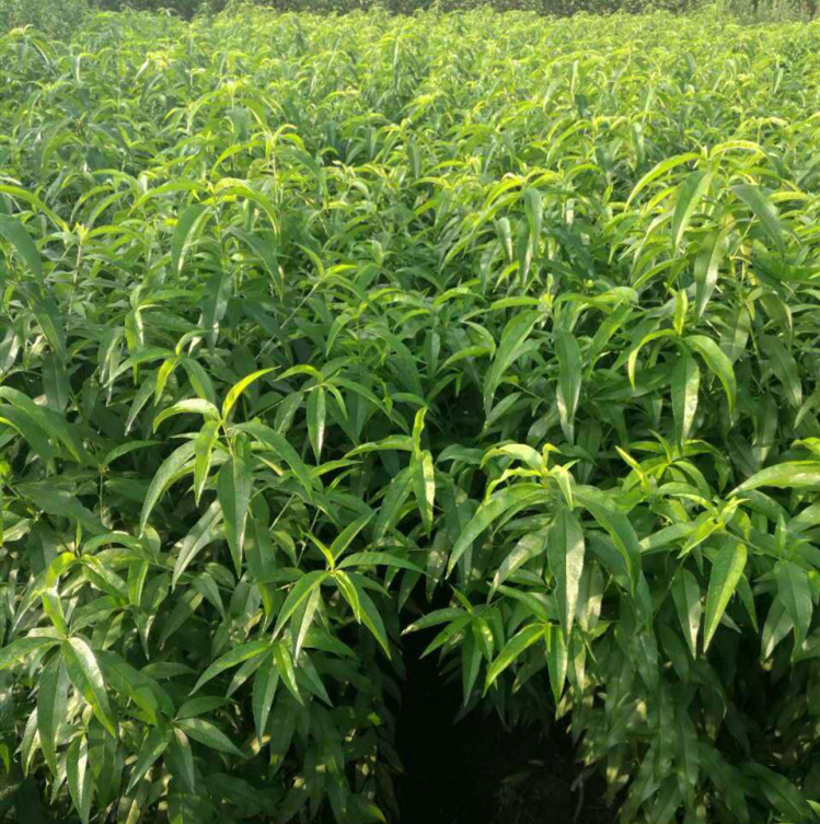 锦绣黄桃苗多少钱一棵