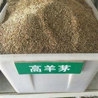 高羊茅 高羊茅种子价格 高羊茅种子批发