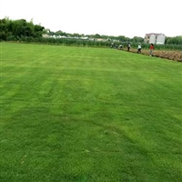 黑麦草种子 护坡边坡绿化道路混播种子 绿化草种