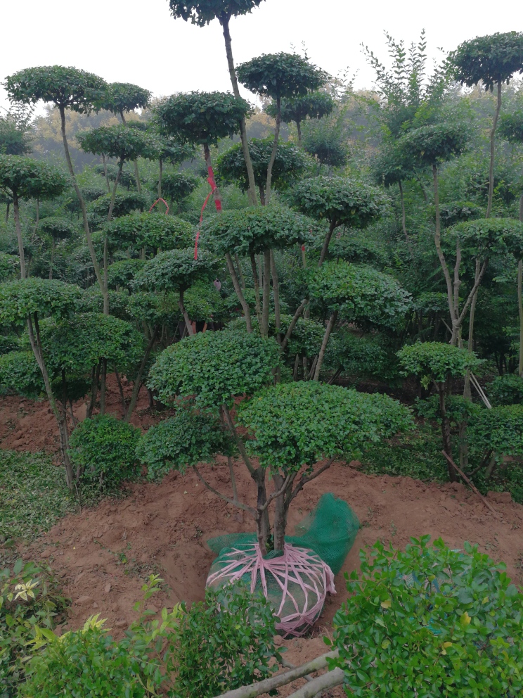 小葉女貞造型樹搶佔未來苗木先機