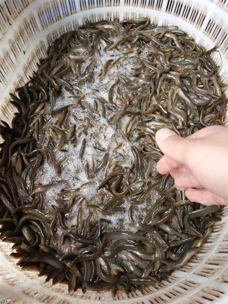 魚苗供應商 丁桂魚苗 魚苗圖片