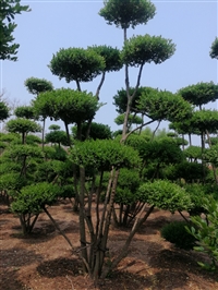 供应批发女贞造型树基地