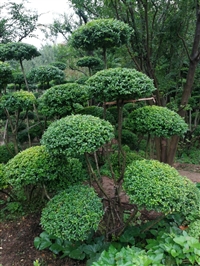 河南鄢陵造型景观树