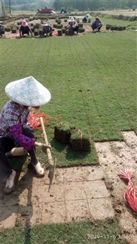 钦州马尼拉草皮，马尼拉草一捆多少平