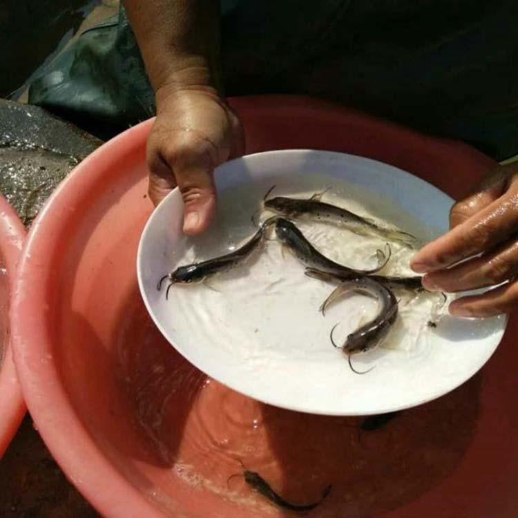 臨武魚苗供應商哪裡有斑點叉尾鉗魚苗施甸寶石鱸魚苗養殖