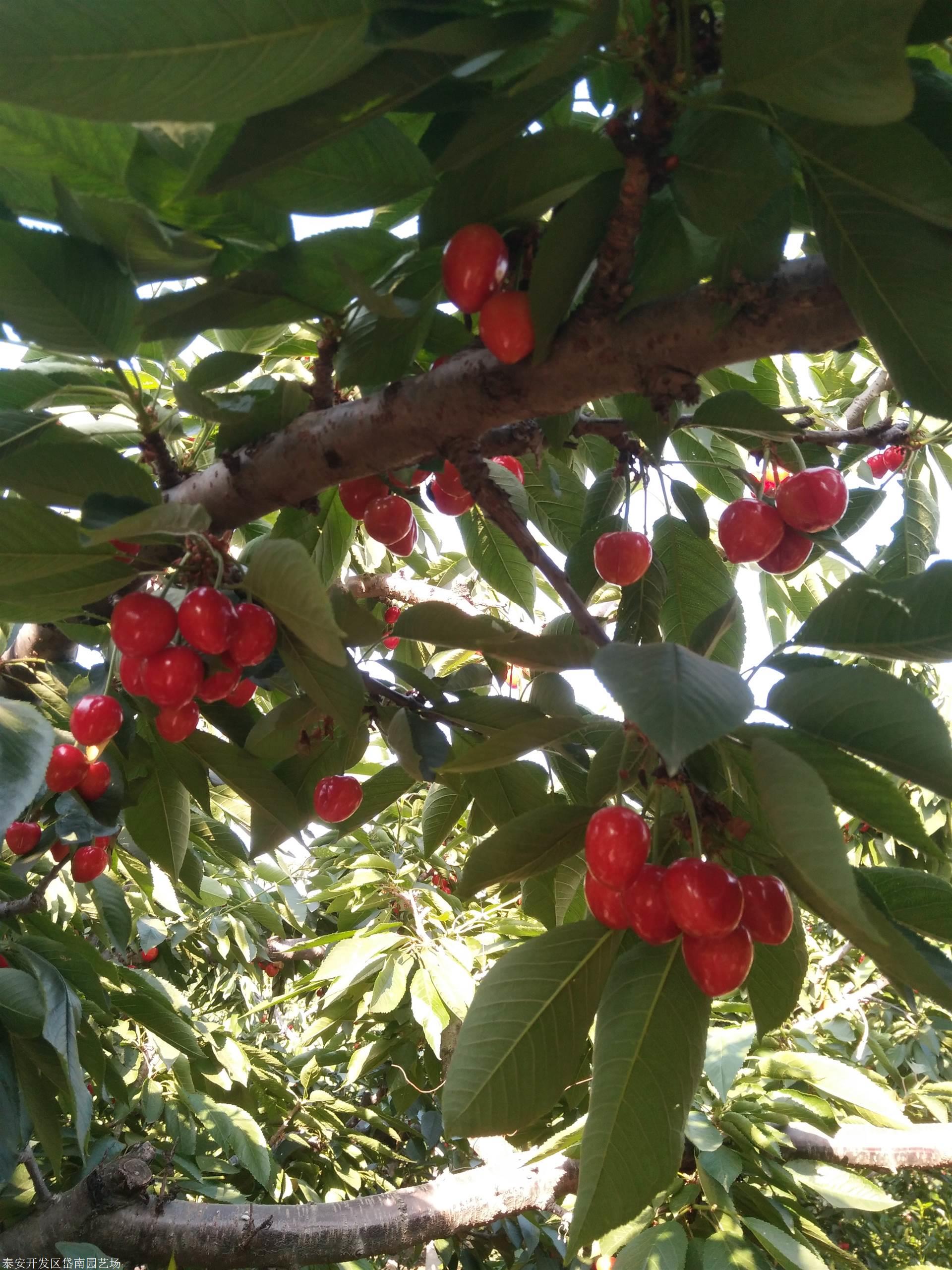 布鲁克斯樱桃苗特点图片介绍