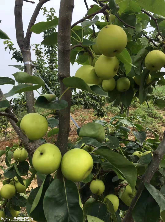 518梨苗早熟梨树苗浙江翠玉梨树苗基地直销