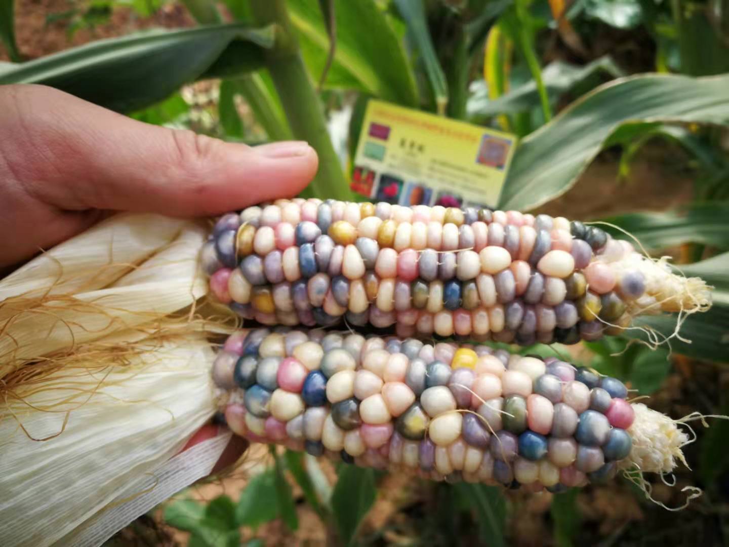 宝石玉米,玻璃玉米种子批发价格