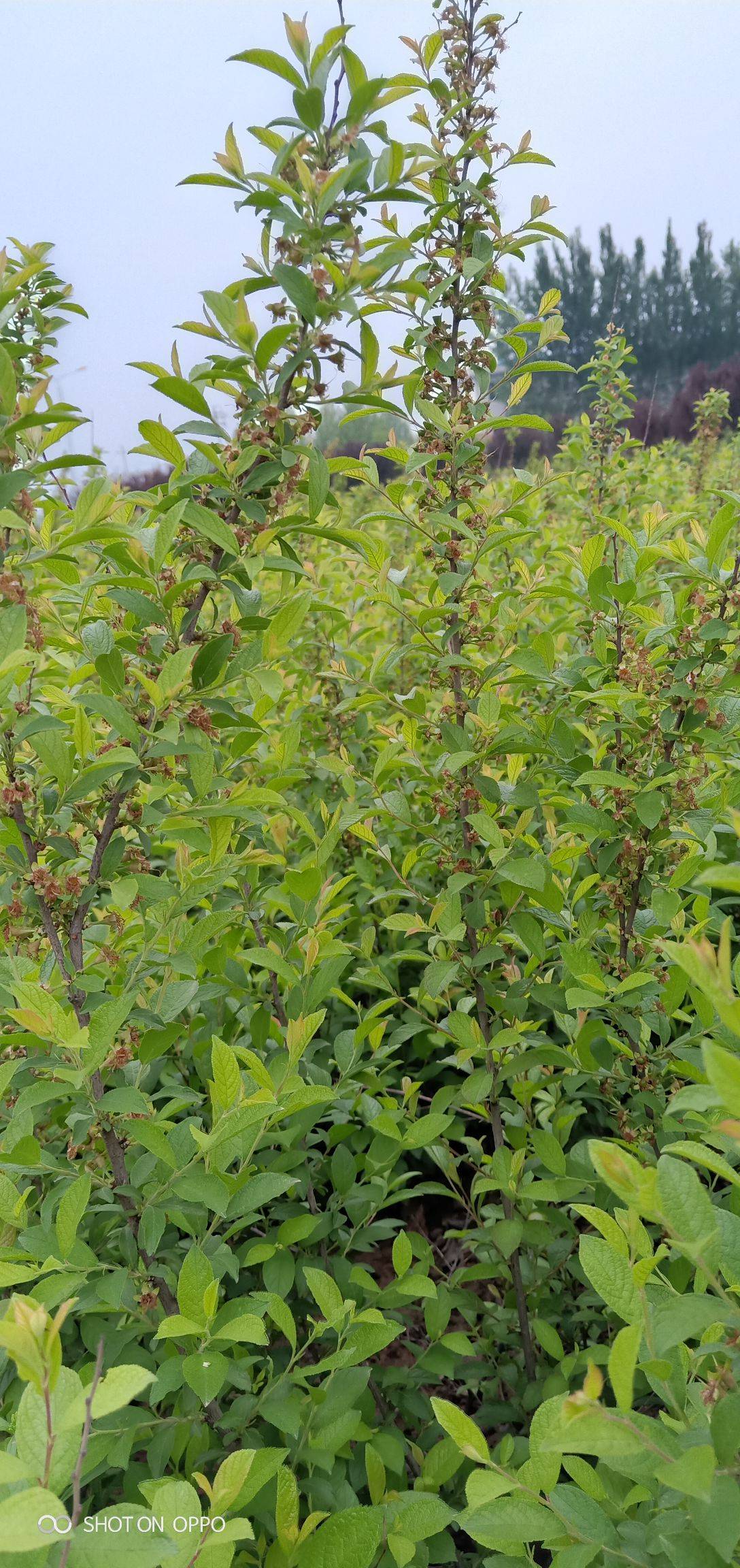 山西钙果树苗,钙果树苗种植在外面