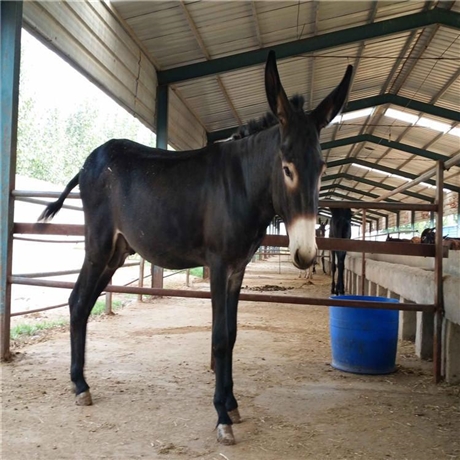 临海三粉驴山东肉驴养殖场厂家出售