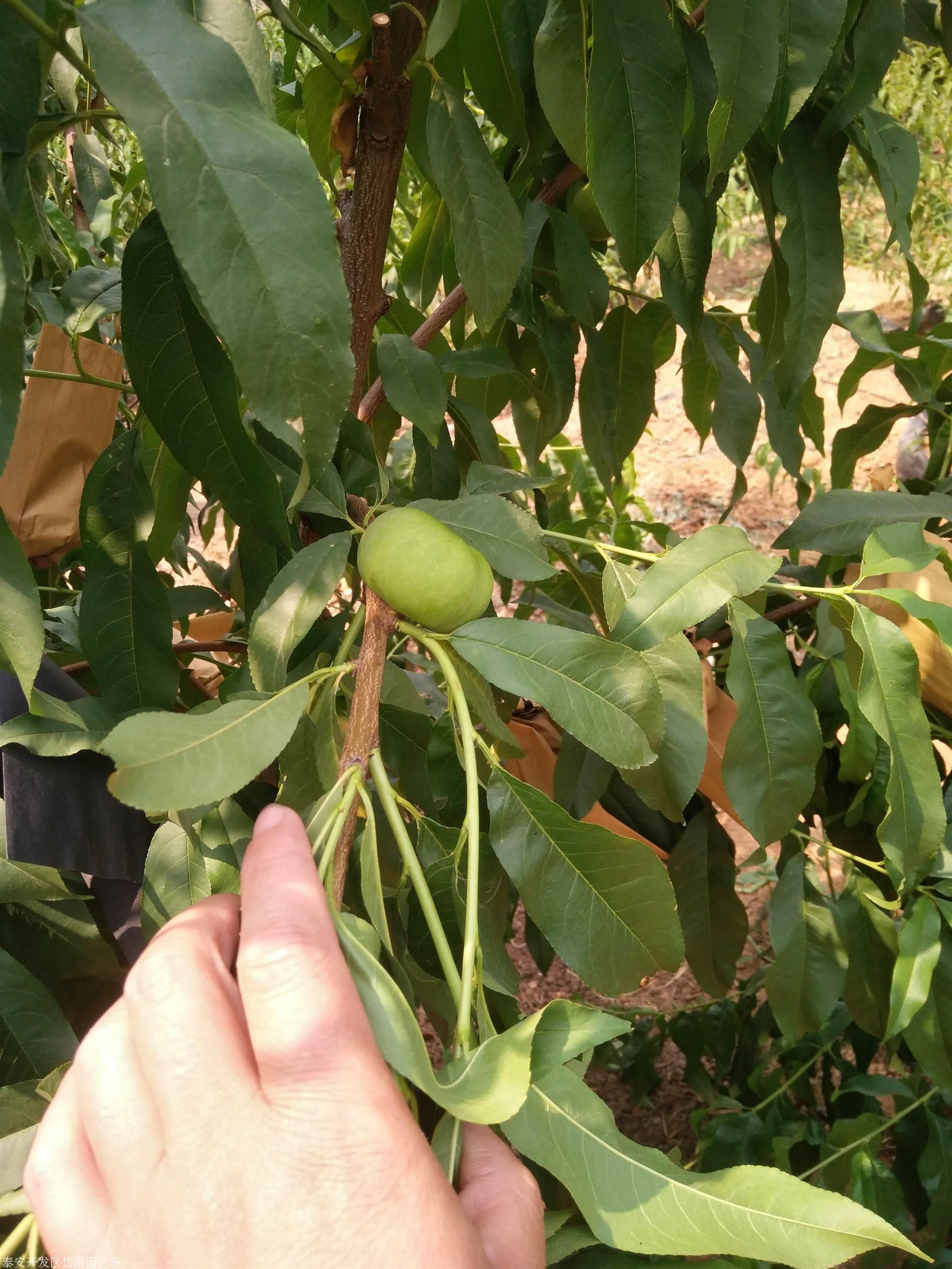 中油蟠桃苗7-7栽培基地