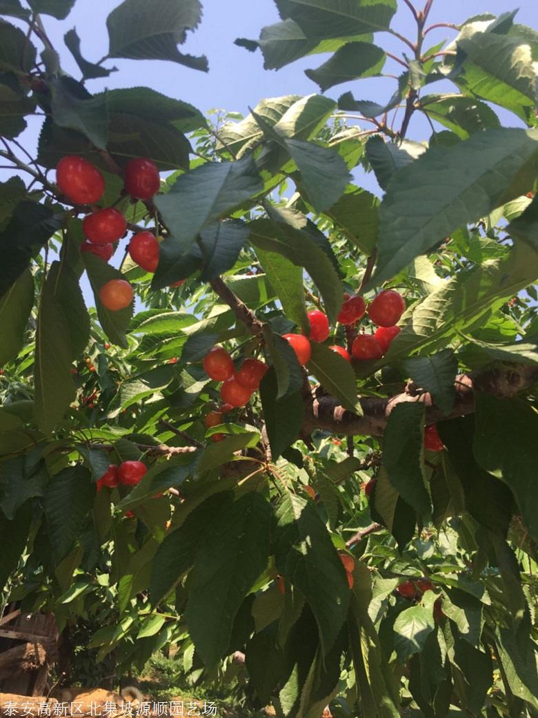 早紅寶石櫻桃苗基地價格早紅寶石櫻桃苗種植基地