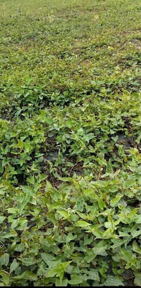 河南何首乌种苗