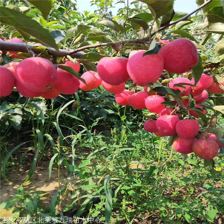 1年金帅苹果苗价格及报价