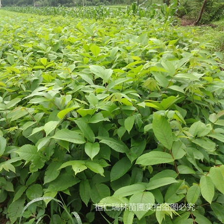 东北核桃楸树苗一年生山核桃苗山核桃苗多少钱一棵