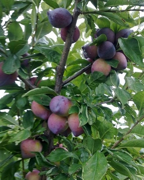 吉林出售吉?jiǎng)倮钭用?雞心果樹苗 沙果樹苗 茉莉香葡萄苗