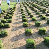 马尼拉草卷湖南邵阳道路护坡价