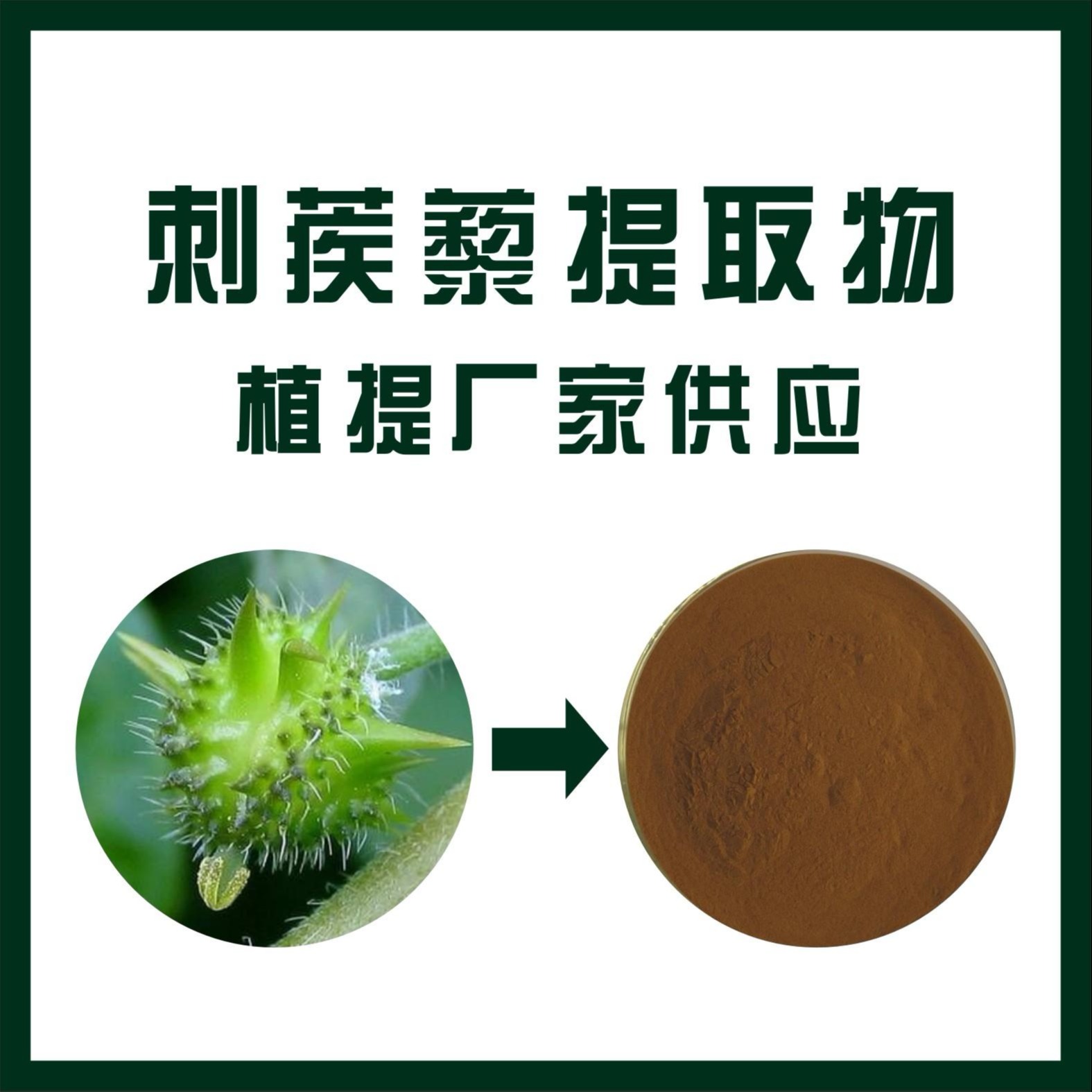 刺蒺藜提取物 纯植物提取物