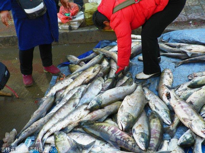 抚远大马哈鱼一手批发公司,抚远大马哈鱼一手货源供应商