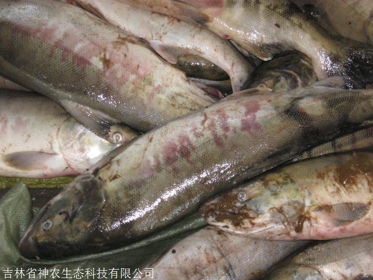 冰鮮大馬哈魚多少錢一斤,冰鮮大馬哈魚哪裡有賣的